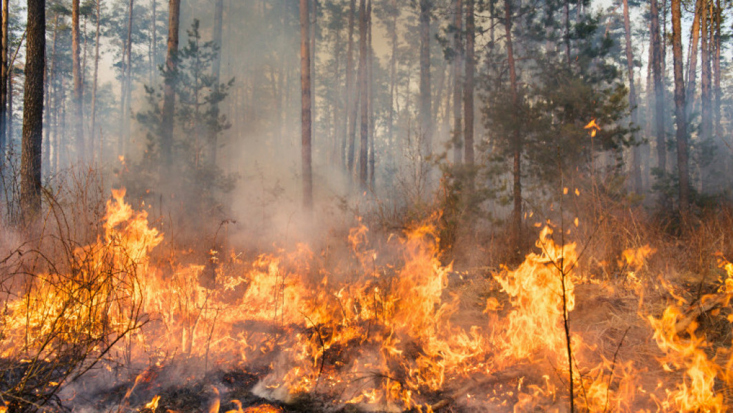 Video Peste 100 de incendii de vegetație în Bulgaria. Focul a distrus păduri și locuințe, spun autoritățile locale