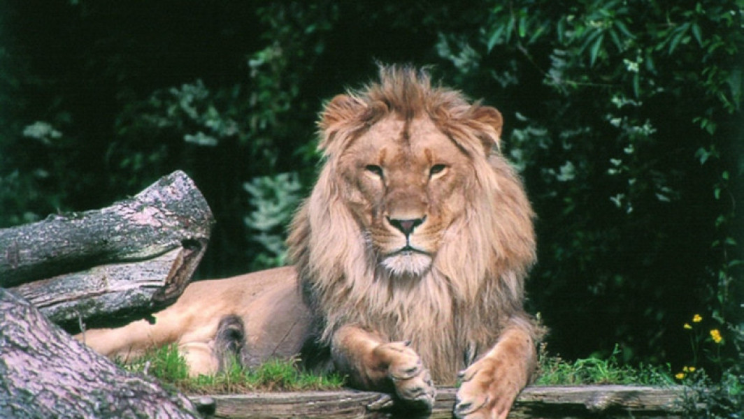 O grădină zoologică din Danemarca face apel către oameni să-i doneze animalele de companie, pentru a-și hrăni prădătorii cu ele