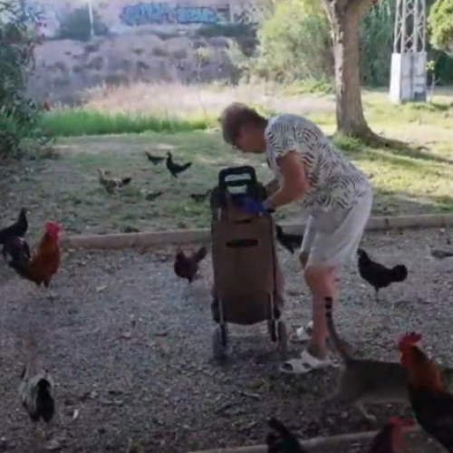 „Invazia găinilor” într-un oraș turistic din Spania. Sunt sute de păsări, iar autoritățile nu reușesc să scape de ele