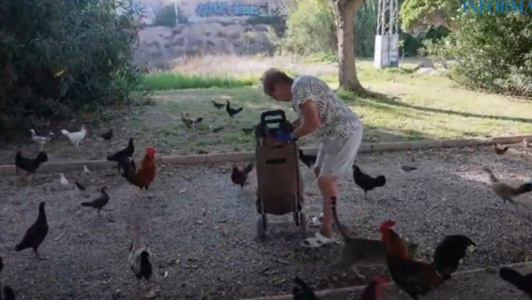 „Invazia găinilor” într-un oraș turistic din Spania. Sunt sute de păsări, iar autoritățile nu reușesc să scape de ele