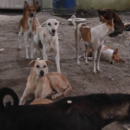 India revine asupra deciziei de a aduna de pe străzi câinii vagabonzi din New Delhi
