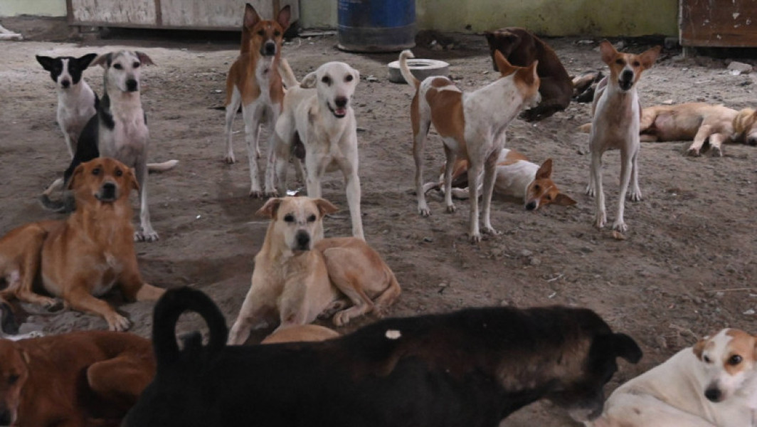 India revine asupra deciziei de a aduna de pe străzi câinii vagabonzi din New Delhi